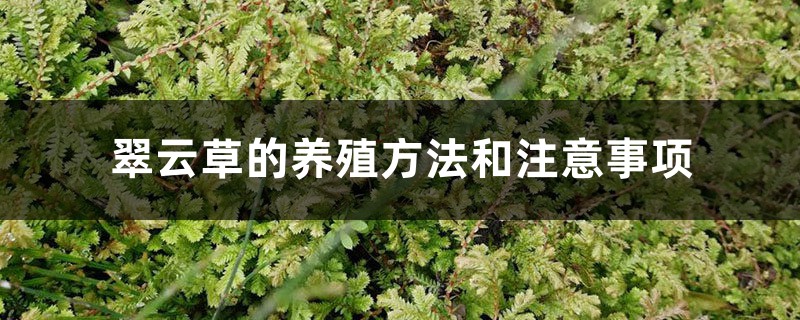 翠云草