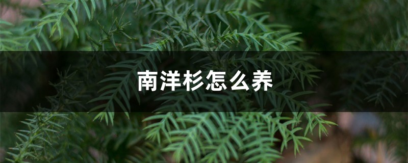 南洋杉