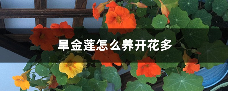 旱金莲