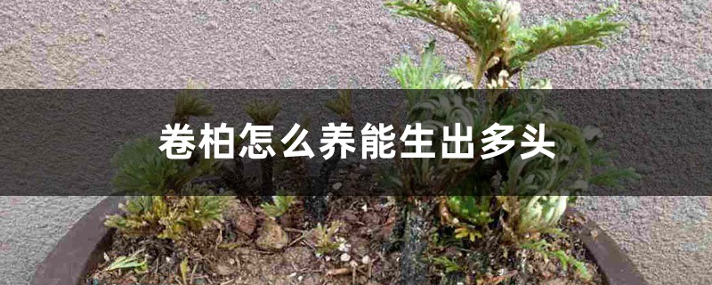 卷柏
