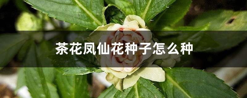 茶花凤仙