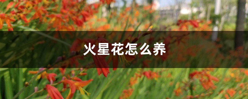 火星花