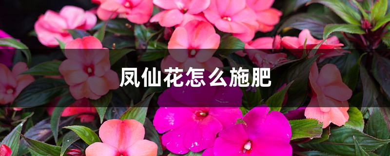 凤仙花