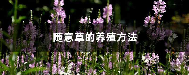 随意草