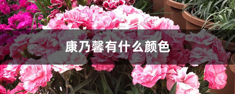 康乃馨