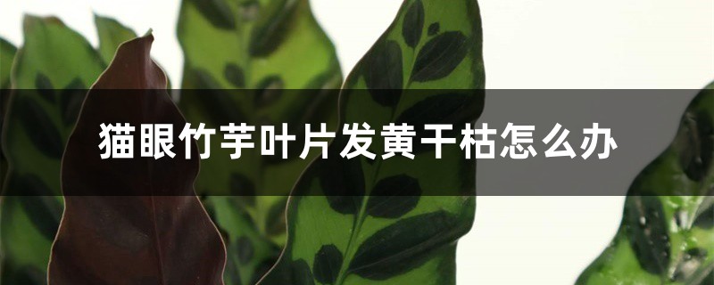 猫眼竹芋