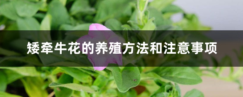 矮牵牛