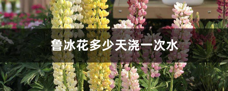 鲁冰花