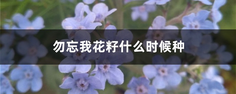 勿忘我