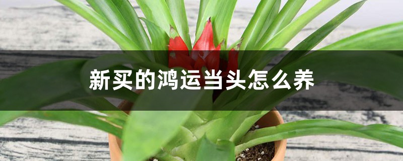 鸿运当头