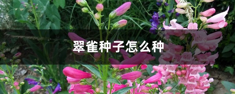 翠雀