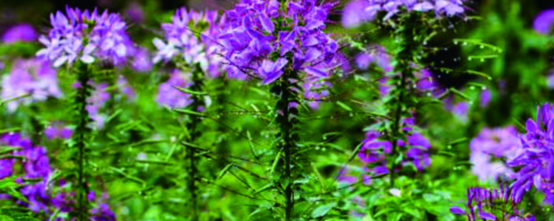 醉蝶花