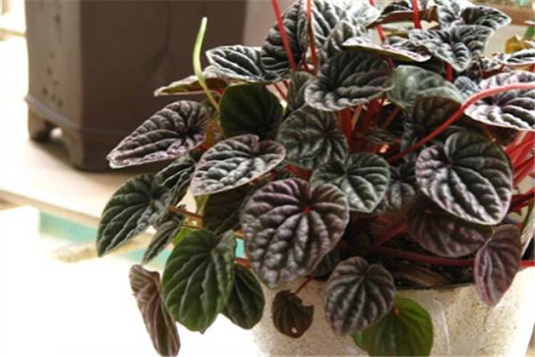 皱叶椒草