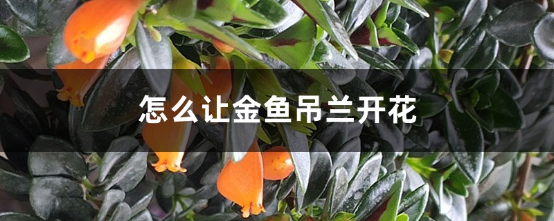 金鱼吊兰