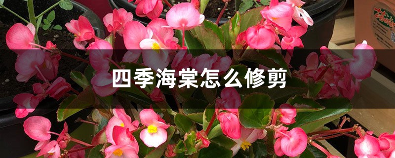 四季海棠