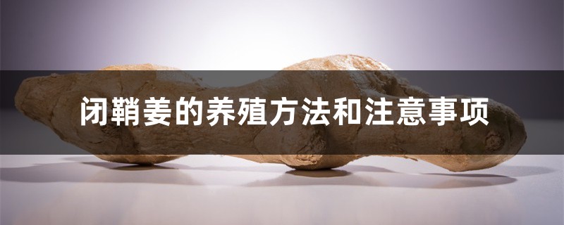 闭鞘姜