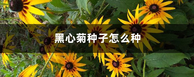 黑心菊