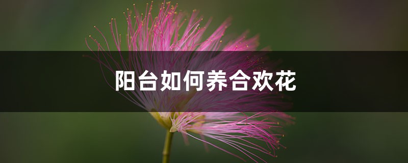 合欢花