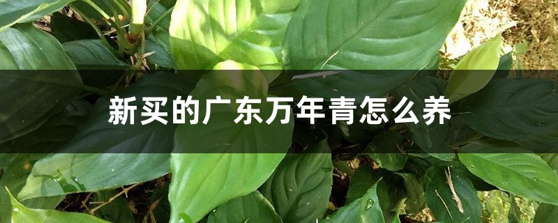 广东万年青
