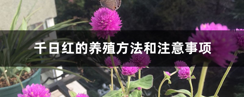 千日红