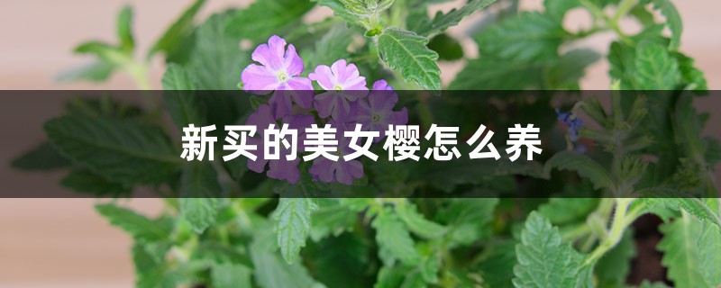美女樱
