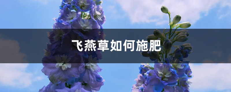 飞燕草