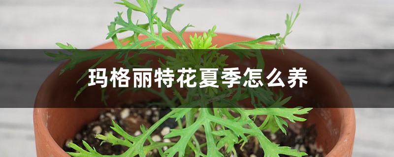 玛格丽特花