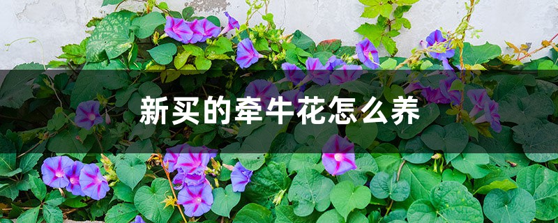 牵牛花