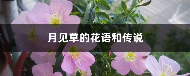 月见草
