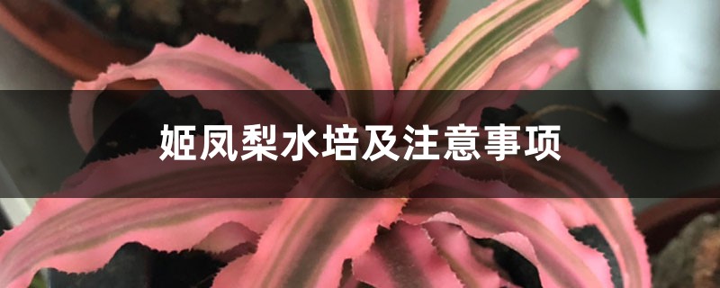 姬凤梨