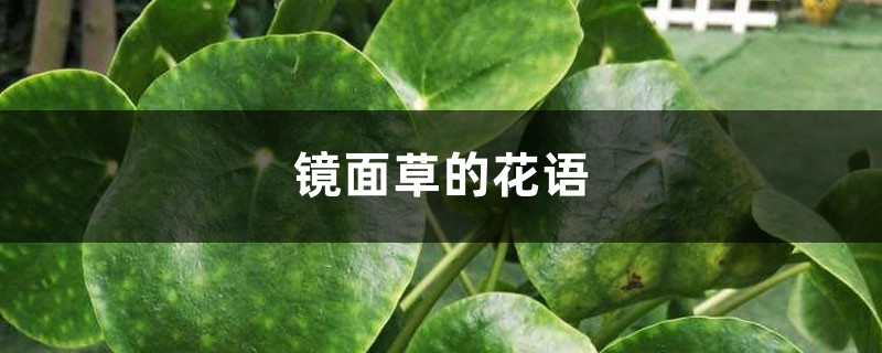 镜面草