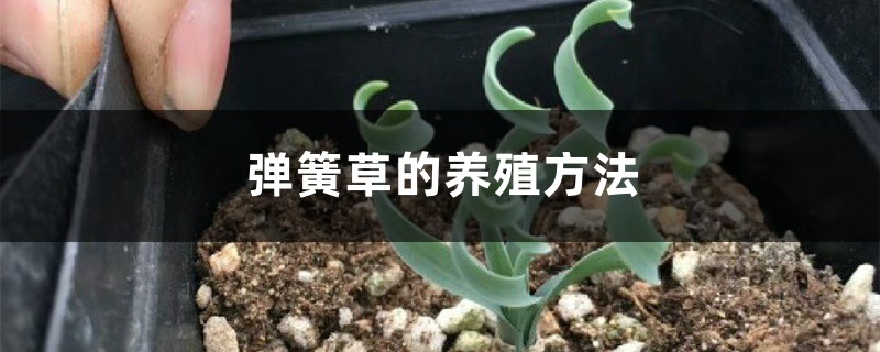 弹簧草