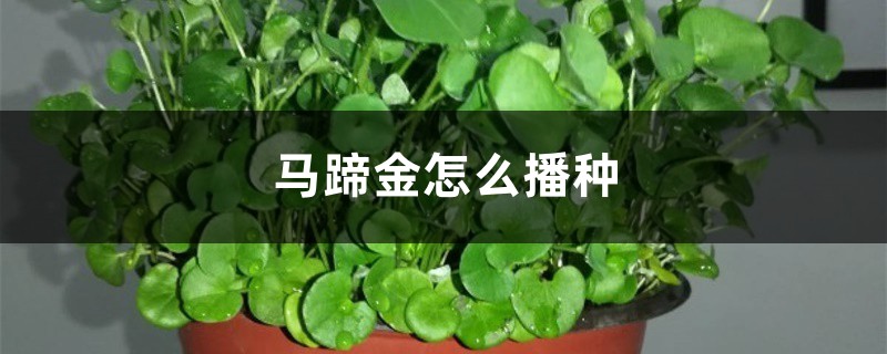 马蹄金