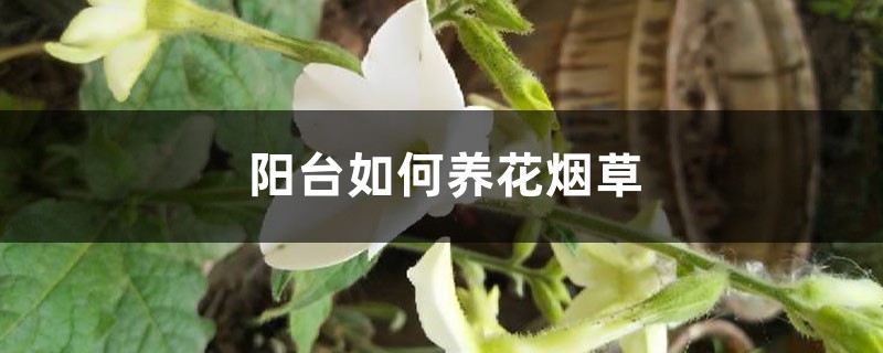 花烟草