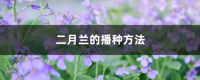二月兰