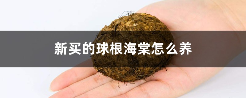 球根海棠
