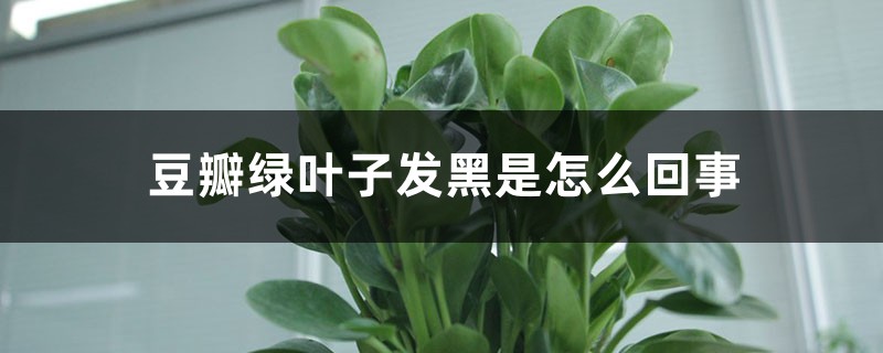 豆瓣绿