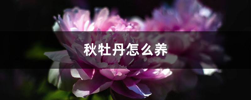 秋牡丹