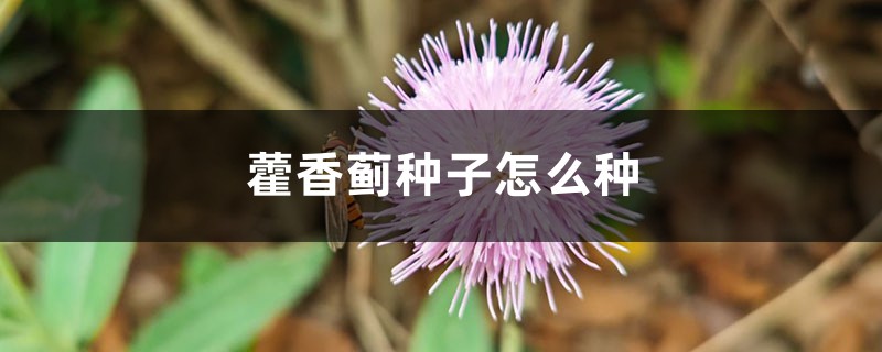 藿香蓟