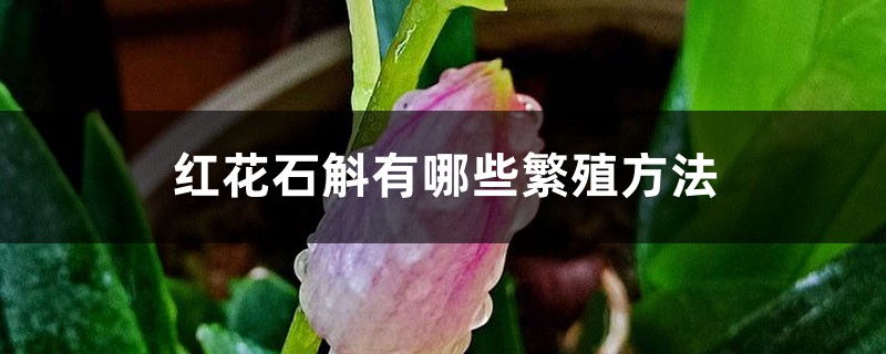 红花石斛