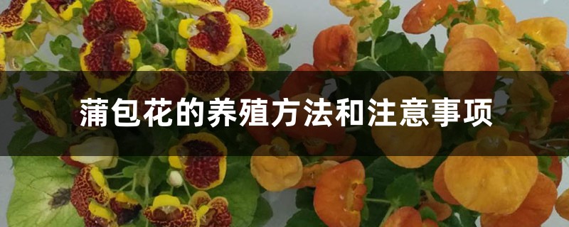 蒲包花