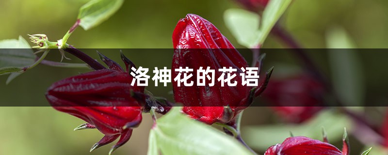 洛神花