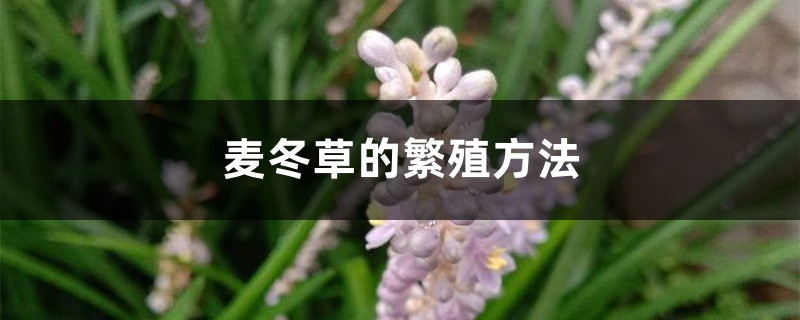 麦冬草