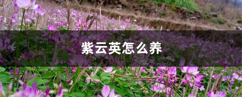 紫云英
