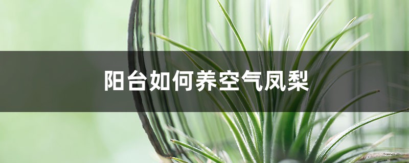 空气凤梨