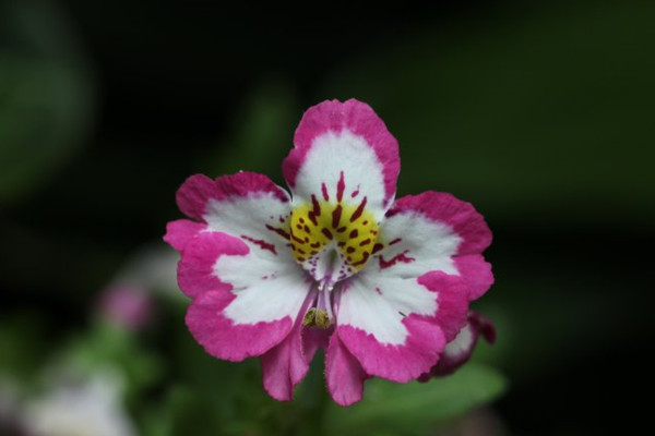 蛾蝶花