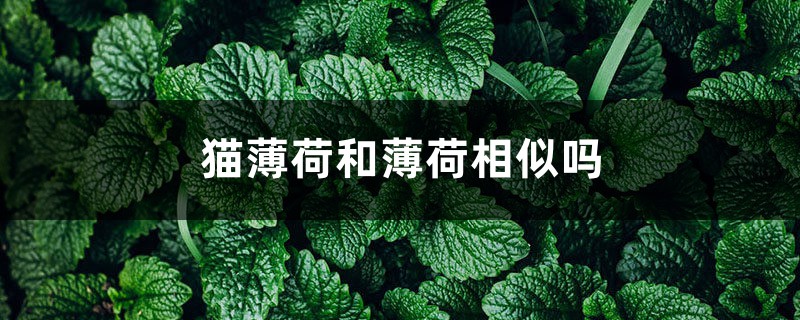 猫薄荷