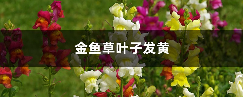 金鱼草