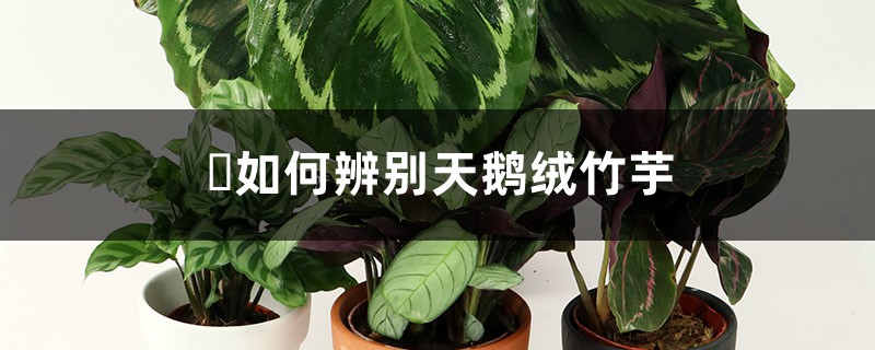 天鹅绒竹芋