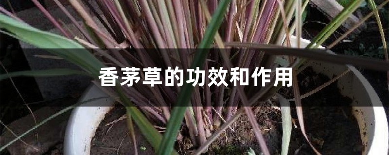 香茅